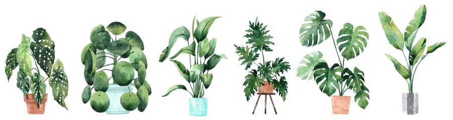 watercolor image with tropical leaves and leaves of indoor plants. home plant in pots. greenery. jui
