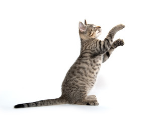 Wall Mural - Cute tabby kitten jumping and playing