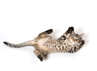 Poster - Tabby kitten laying down on white