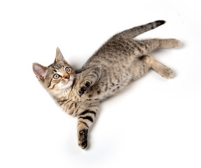 Poster - Tabby kitten laying down on white