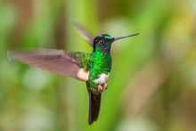 Buff-winged Starfrontlet - Coeligena Lutetiae, Beautiful Green Hummingbird From Andean Slopes Of South America, Yanacocha, Ecuador.
