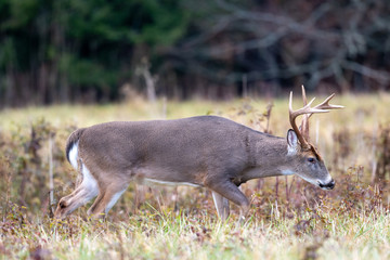 Poster - Large whitetailed deer buck