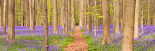 Path Through The Blooming Bluebell Forest Of Hallerbos In Belgium