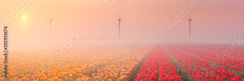 Cuadros en Lienzo Sunrise and fog over rows of blooming tulips, The Netherlands