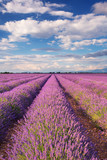 Fototapeta Krajobraz - Blooming fields of lavender in the Provence, southern France