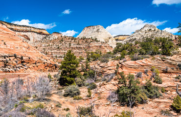 Wall Mural - Landscape of Zion National Park along Pine Creek