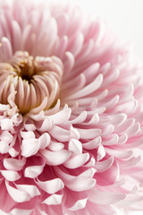 Wall Mural - Close up view of pink chrysanthemum isolated on white