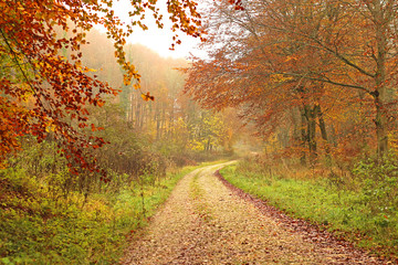 Wall Mural - Footpath into a misty autumn forest