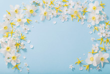 Daffodils And Cherry Flowers On Blue Background Background
