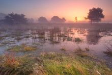 Sunrise Over Wetland In The Netherlands