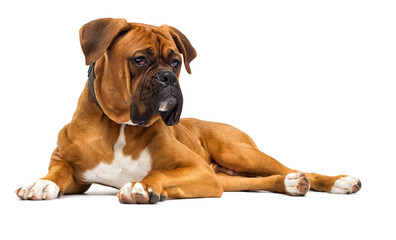 Wall Mural - red dog breed German boxer lies on isolated on a white background