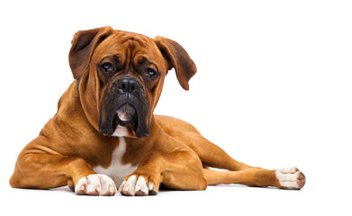 Poster - red dog boxer on isolated on a white background