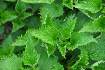 Wall Mural - Close up fresh green nettle leaves in garden