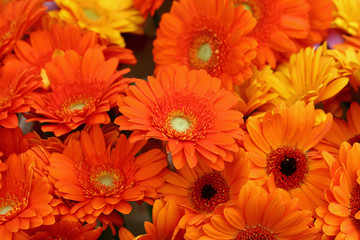 Wall Mural - Orange gerber daisy flowers bouquete