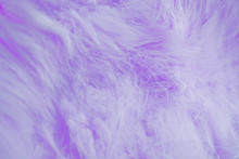 Beautiful Abstract Background.Lilac Fur.The Texture Of The Fur.