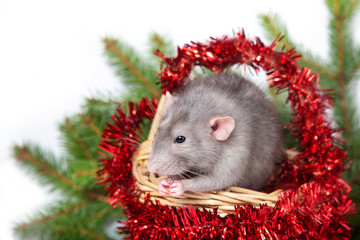 Charming rat Dumbo in a basket with Christmas decorations. 2020 year of the rat. Chinese New Year.