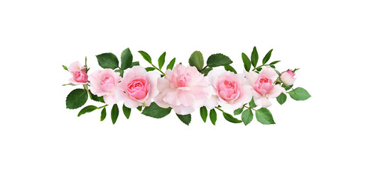 Pink rose flowers in a line arrangement