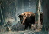 Fototapeta Konie - European bison in november forest