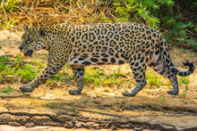 Big Leopard Walking