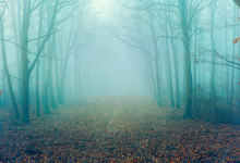 Artistic Vintage Style Photo Of A Mystierious Foggy Forest Alley With Bare Trees And Fallen Leaves