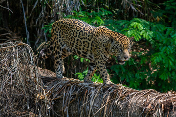 jaguar walking on log