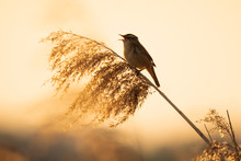 Eurasian Reed Warbler Acrocephalus Scirpaceus Bird Singing In Reeds During Sunrise.