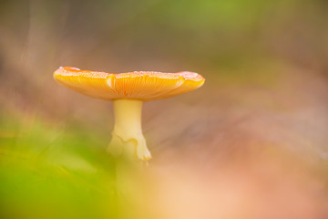 amanita muscaria, fly agaric or fly amanita basidiomycota muscimol mushroom