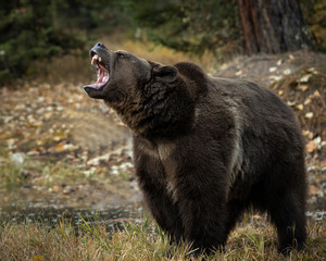 grizzly bear bruno in fall colors in montana usa