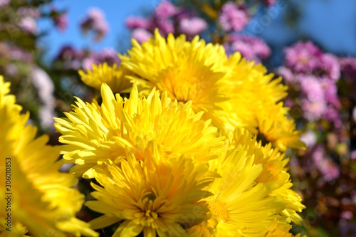 満開の菊の花 黄色い花 秋の花 花畑 花イメージ素材 Buy This Stock Photo And Explore Similar Images At Adobe Stock Adobe Stock 満開の菊の花 黄色い花 秋の花 花畑 花イメージ素材 Buy This Stock Photo And Explore Similar Images At Adobe Stock Adobe Stock