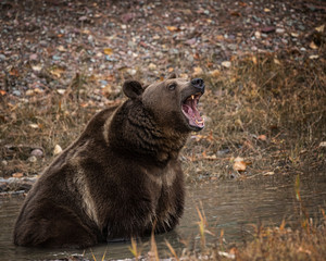 grizzly bear bruno in fall colors in montana usa