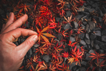 Wall Mural - Red Japanese maple