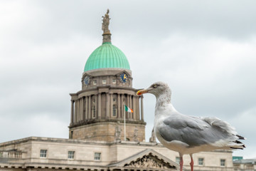  European herring gull