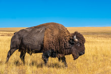 Wild American Buffalo (Bison) On The Grasslands Of Antelope Island, Great Salt Lake, Utah, USA