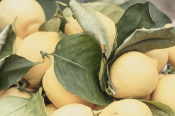 Citrons jaunes avec leur feuille après la récolte pour la fête du citron à Menton France Côte d'Azur Alpes-Maritimes pour la préparation des chars du carnaval