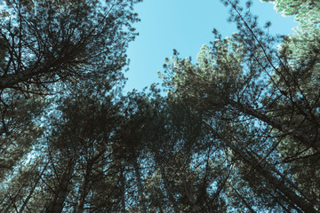 mountain pine trees, view from below towards the sky. the rays of light that pass through the trees