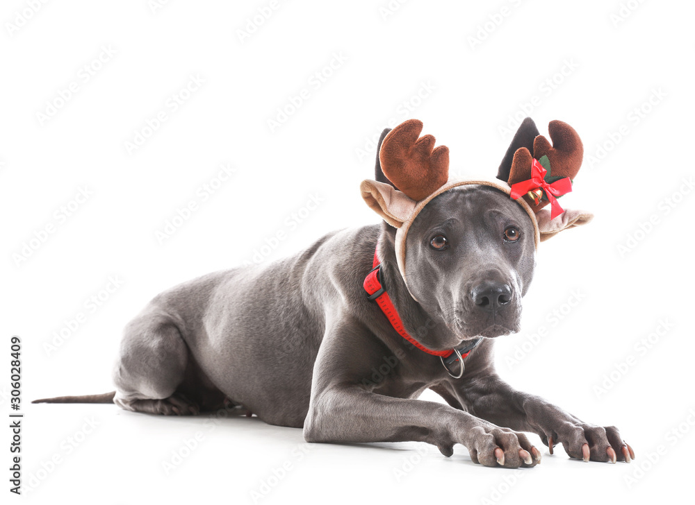 Cute dog with Christmas deer horns on white background