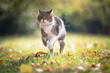 Tabby White British Shorthair Cat Running On Grass With Autumn Leaves In The Sunlight Outdoors In Nature Wearing Anti Flea And Tick Collar