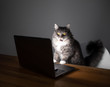 curious young blue tabby maine coon cat with open mouth standing on chair in front of table with notebook computer looking at screen meowing