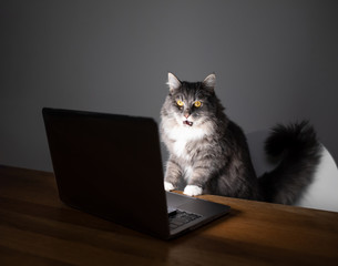 curious young blue tabby maine coon cat with open mouth standing on chair in front of table with not