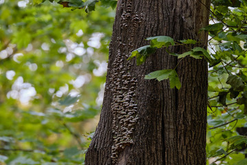 Poster - Tree fungus