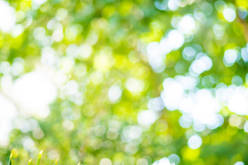 Abstract blurred green tree leaf forest with sun beam