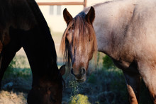 Red Roan Pony Eating Alfalfa Hay Closeup On Farm.