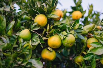 Orange fruits close up. Orange tree bearing full grown fruits