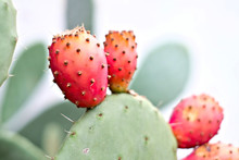 Isolated Opuntia Fruits With Green Nopals In Blurred Background.