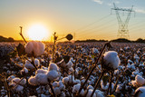 Fototapeta Tęcza - Cotton Field at Sunset