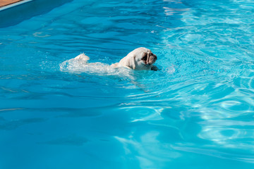 Beautiful white pug female swimming.