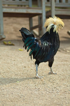 Fancy Chicken Walks Away - Petting Barn Animal
