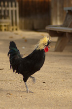 Fancy Chicken Profile - Barn Animal