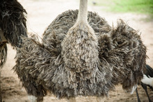 Adult Ostriches In Natural Areas