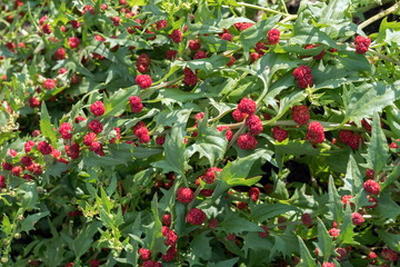 Strawberry spinach or spinach-raspberry (lat. Blítum virgátum, Chenopódium foliósum) with ripe berries in the summer.